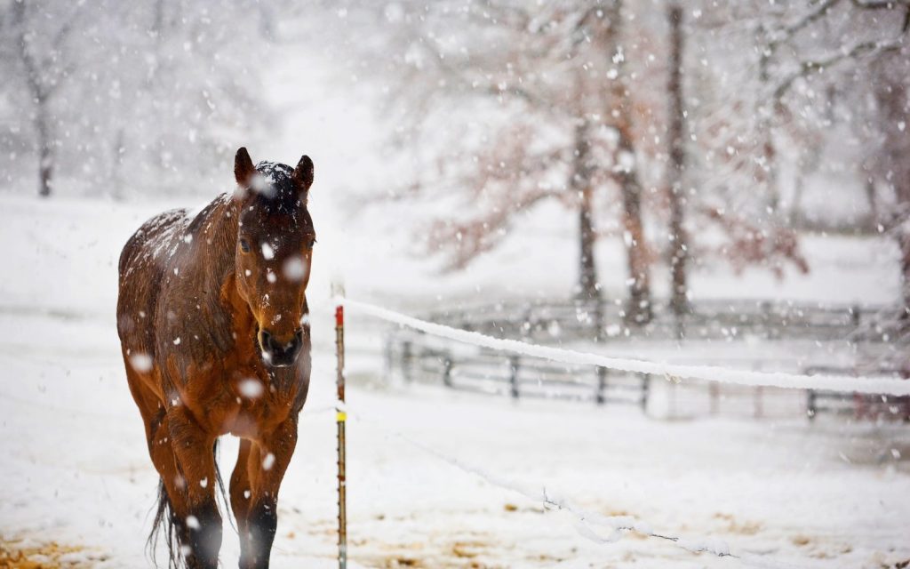 кінь взимку