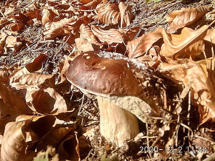 гриби серед зими