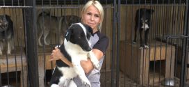 На Прикарпатті волонтери шукають господаря для собаки з Харкова (ФОТО, ВІДЕО)
