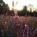 На Прикарпатті розквітло неймовірної краси лавандове поле (ФОТО)