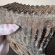 Житель Прикарпаття намагався незаконно переслати зуб мамонта у Катар