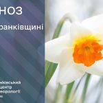 нарцис