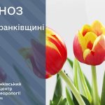 тюльпани