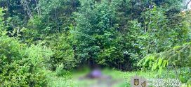 На Прикарпатті невідомий чоловік застрелив коня на пасовищі