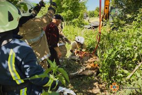 У Ямницькій громаді врятували корову, яка впала у колодязь (ФОТО)
