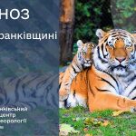 тигр