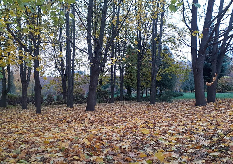 осінній парк