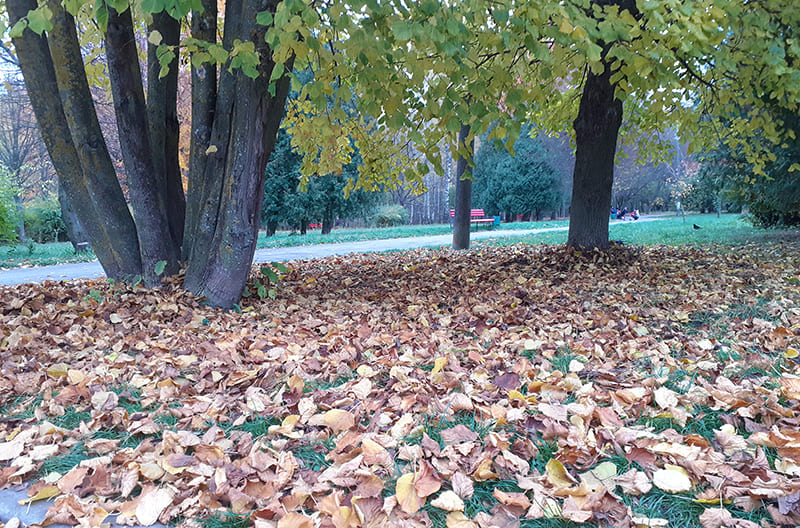 погода листопад