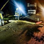 повалені дерева