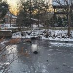 ставок Коломия