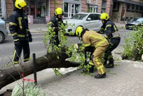 На Прикарпатті через сильний вітер падають дерева та електричні опори