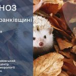 осіннє листя