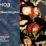 погода жовтень